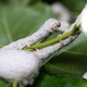 Illustration for article titled Is Sericulture a good Career option?